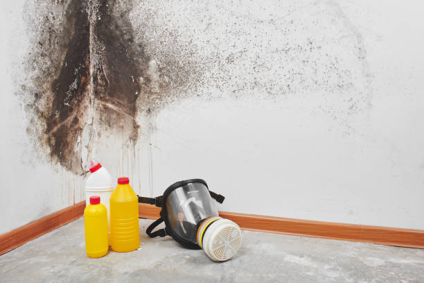 Best HVAC Mold Remediation in Olean, NY