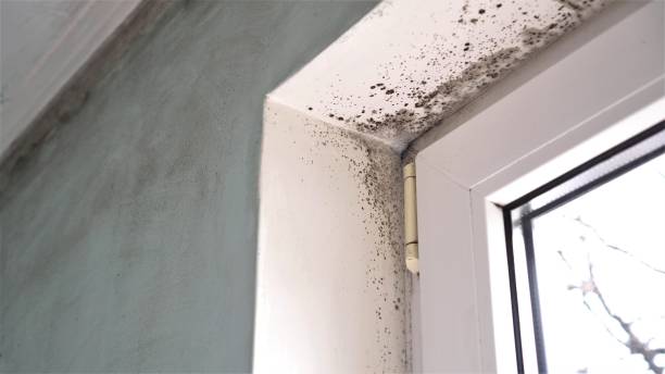 Best DIY Mold Remediation Support Services in Olean, NY