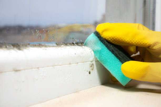 Best Commercial Mold Remediation in Olean, NY