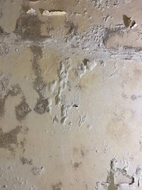 Best Bathroom Mold Remediation in Olean, NY