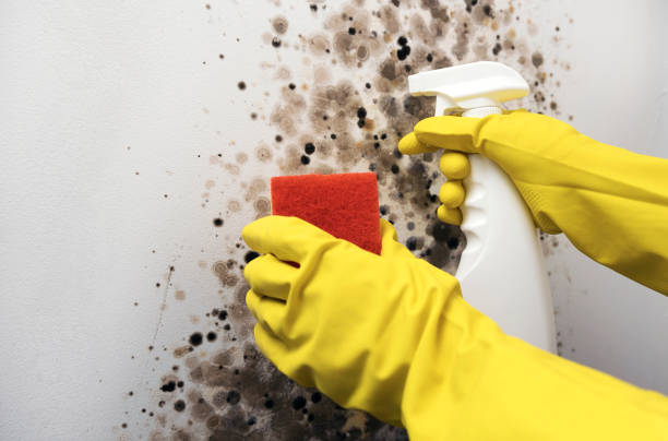 Trusted Olean, NY Mold Remediation Experts